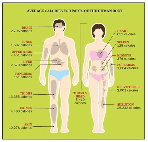 Body part synonyms, body part pronunciation, body part translation, english dictionary definition of body part. Why Did Cannibals Eat Other People? (Not For the Calories ...