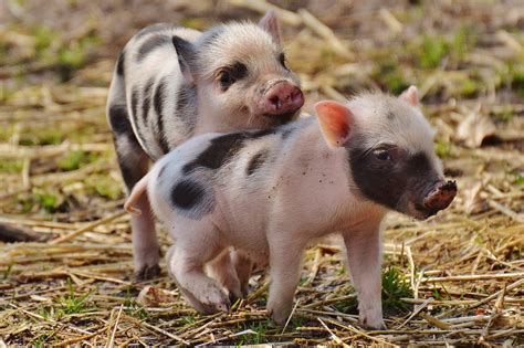 Top 13 Very Low Maintenance Pets That Like to Cuddle with ...