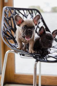 Vetted texas french bulldog breeders. 9 Best French Bulldog Breeders in Texas! (2021) We Love ...