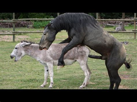 Aug 22, 2017 · amazing bonobo mating like human. Horse Mating Donkey - Donkeys Breeding - Animals Mating Compilation - clipzui.com