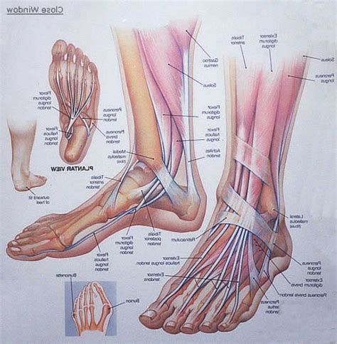 Extensor tendon injuries are mostly treated by younger general surgeons. Images Of Foot Anatomy Foot Anatomy Tendons Pic Of Foot ...