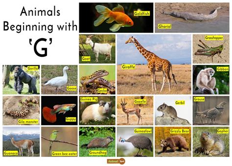 If you need to find out about terms such as 'species', 'family' and 'order', etc., then check out our guide. Animals that start with G