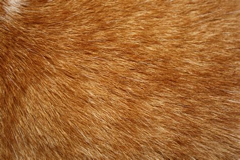 Contrary to popular belief, the tabby cat isn't a breed, it's a name for a cat's markings on its fur. Orange Tabby Cat Fur Texture Picture | Free Photograph ...