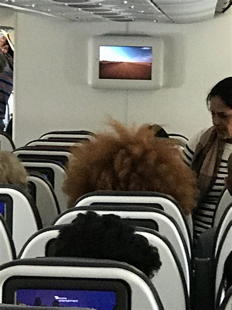 Hey kids, wanna drive through that cactus patch? Sideshow Bob is on my flight : pics