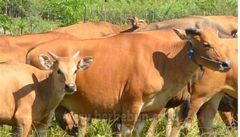 Pilih yang berwarna merah segar. Cara Ternak Sapi Cepat Gemuk (Panduan Lengkap Untuk Pemula)