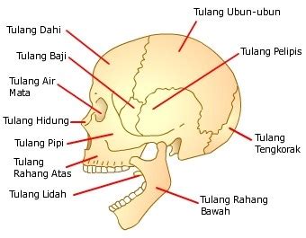 We did not find results for: struktur dan fungsi tulang otot dan sendi pada manusia ...