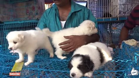 We offer a wide variety of teacup pomeranian for sale and pomeranian puppies for sale worldwide, including: Excellent Quality Cute Pomeranian Puppy Price Rs 5000 l Galiff Street Kolkata - YouTube