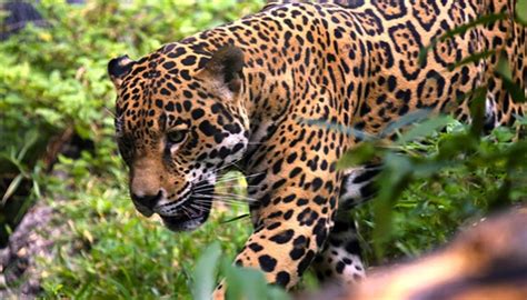 The jaguares is an argentinian professional rugby union team based in buenos aires, argentina. Habría jaguares en Coahuila Saltillo - 16/02/2019 ...