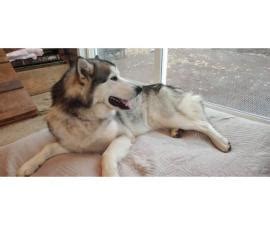 Windsong malamutes, west unity, oh, (near mich. 8 Alaskan Malamute puppies for sale in Luverne, Minnesota ...