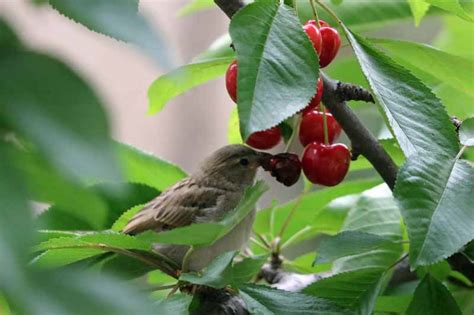 Small fruiting trees are highly sorted after, particularly where space is limited and whilst a number of fruiting cherry tree varieties exist some are large stately trees and not for the urban yard. How to Grow and Care for Fruiting Cherry Trees | Gardener ...