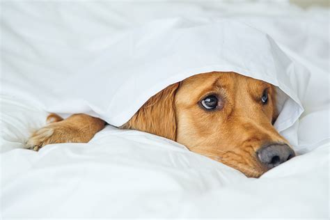 Schwarzes pärchen liebt den couchfick. Sollen Haustiere im Bett schlafen dürfen? Ist das gesund ...