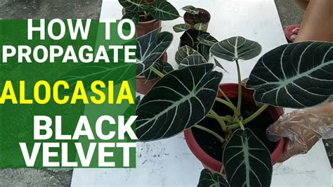 The plant isn't demanding so much as it is particular. Alocasia BLACK VELVET MULTIPLY | HOW TO WATER ...