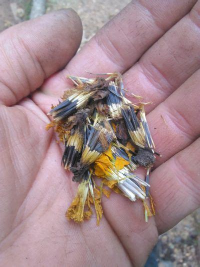 Jun 10, 2017 · i may have to make a design just for that in the near future. Planting Marigold Seeds: Learn When And How To Plant ...