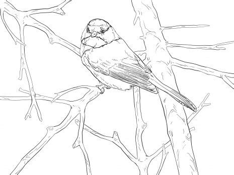 Polish your personal project or design with these black capped chickadee transparent png images, make it even more personalized and more attractive. Black Capped Chickadee Songbird coloring page | Super ...