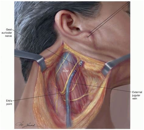 The splenius muscles originate at the midline and run laterally and superiorly to their insertions. Cancer of the Neck | Oncohema Key