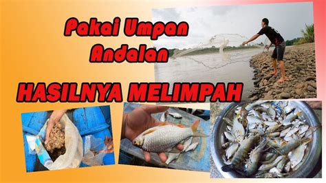 Mimpi menjala ikan yang banyak. Menjala Ikan Hasilnya Banyak Dengan Umpan Racikan Andalan ...