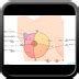 Medial quadrants of the breast. Breast cancer / Radiological classifications commonly used ...