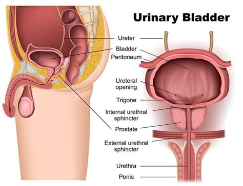 The same is true for people of color, male or female. 10 Warning Signs & Symptoms of Bladder Cancer | Bladder Cancer