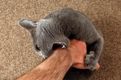 New videos about hairy beaver lick added today! Why Does my Cat Lick and then Bite Me? The Answer