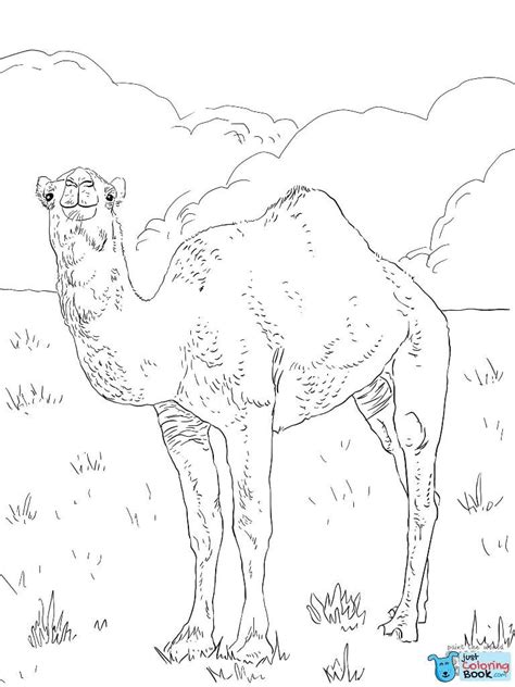 The dromedary or the arabian camel which has one hump and are found mainly in the middle east and the northeastern countries of. Pin di Camels Coloring Pages