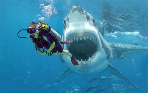 Going scuba diving with sharks is one of the most exciting things you'll do in the ocean. FAQ - Dive the Big 5