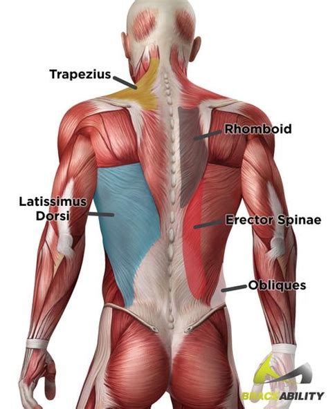 Freetrainers.com has a vast selection of exercises which are used throughout our workout plans. Back Muscles Diagram : Diagram Back Muscles Upper Back Human Anatomy Diagram Anatomy Human ...