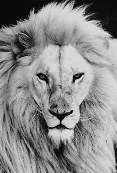 He explained that it developed as a means of protection during fighting. 61 Best lion mane images in 2020 | Lion, Animals beautiful ...