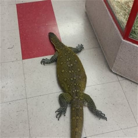 Petland las vegas is a local pet store that has been operating for over 21 years in las vegas, nevada. Pet Kingdom USA - 152 Photos - Pet Stores - Southeast ...