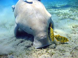 Dugong seekuh malvorlagen zum ausdrucken fur madchen und jungen. Dugong - Wikipedia