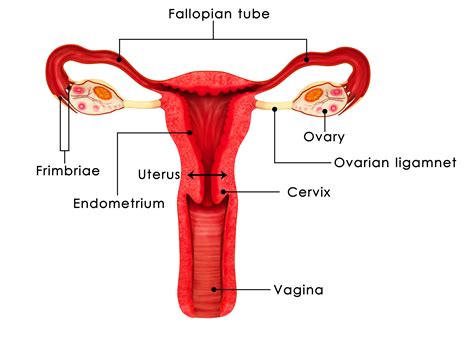 What happens during the menstrual cycle? The Reproductive System | Loma Linda University Fertility