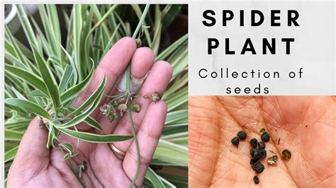 Growing a spider plant in water is a first step to starting a new. How to Collect seeds from Spider plant - YouTube