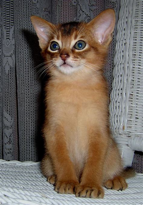 View our available abyssinian kittens. Seven Various Ways To Do Abyssinian Kittens For Sale ...