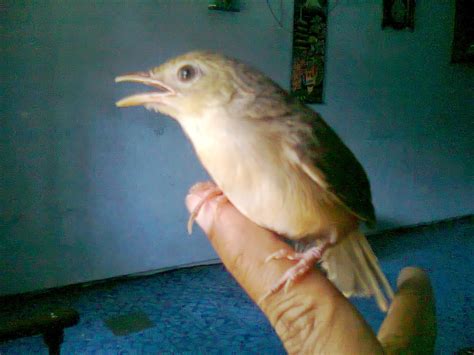 Membedakan anakan burung ciblek jantan dan betina. Bedakan Ciblek Gunung Anakan Jantan Dan Betina