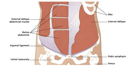Posterior shoulder muscles diagram part… Vivian Grisogono - ABOUT THE BACK AND NECK