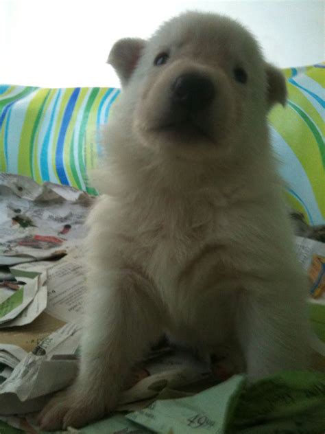 Keep in mind, the gsd has a. Chloe & Ceaser's litter image by Kingland Kennels ...