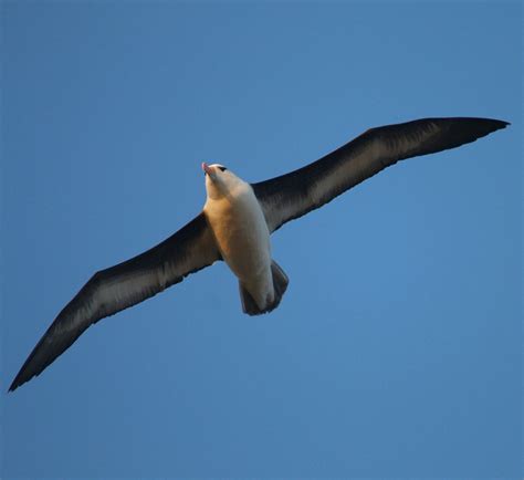 Haus albatros asub kohas wittdün. Der Albatros ist wieder da! - Verein Jordsand