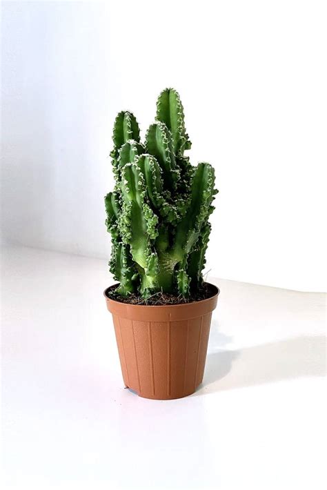 The stem will have a light green colour. Cactus cereus paolina - Indoor Plants | Plantshop.me