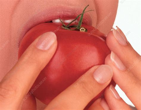 It's often said that rats are lactose intolerant. Eating tomato - Stock Image - P920/0206 - Science Photo ...