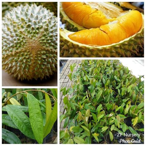 Fruit shape is oval to ellipsoid and has a light green husk. Anak pokok durian Musang king cepat berbuah | Shopee Malaysia