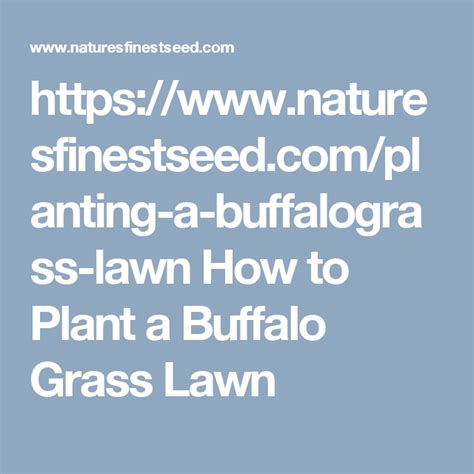 When planting your new buffalograss seed lawn make. How to Plant a Buffalo Grass Lawn | Buffalo grass seed, Plants, Grass