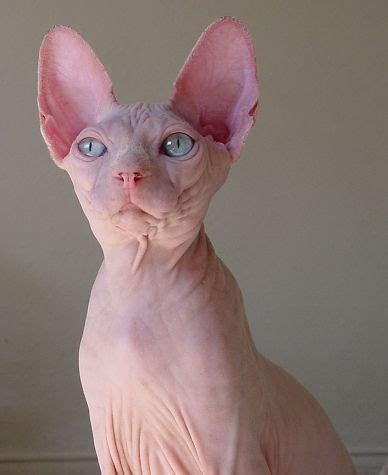 Why buy a sphynx kitten for sale if you can adopt and save a life? Nudels Texas Hairless Sphynx cats & hairless Sphynx ...