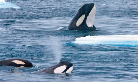 Kameras › orcas in norwegen unterwasser fotografieren. Norwegen - farbiges Lichtspiel und Wale in schwarzweiss ...
