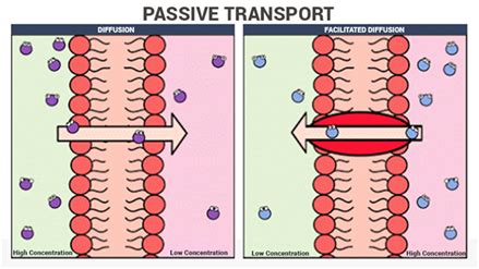 Free mobile app · trusted by millions · cancel anytime Passive Transport - An Overview, Types and Examples at BYJU'S