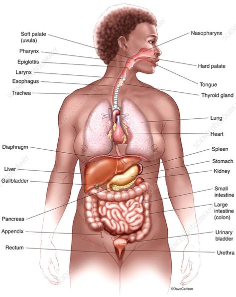 Changing the way women see themselves. Thoracic & Abdominal Organs (labelled), illustration ...