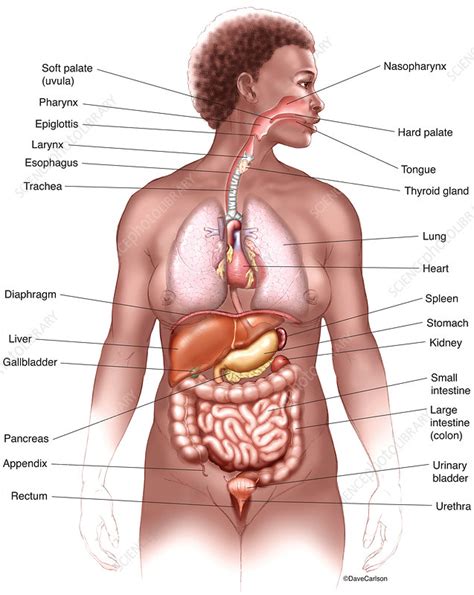 The liver is located on the right side of the abdominal cavity. Thoracic & Abdominal Organs (labelled), illustration ...