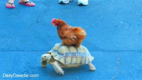 Little sister loves huge cock. Turtke GIF - Find & Share on GIPHY