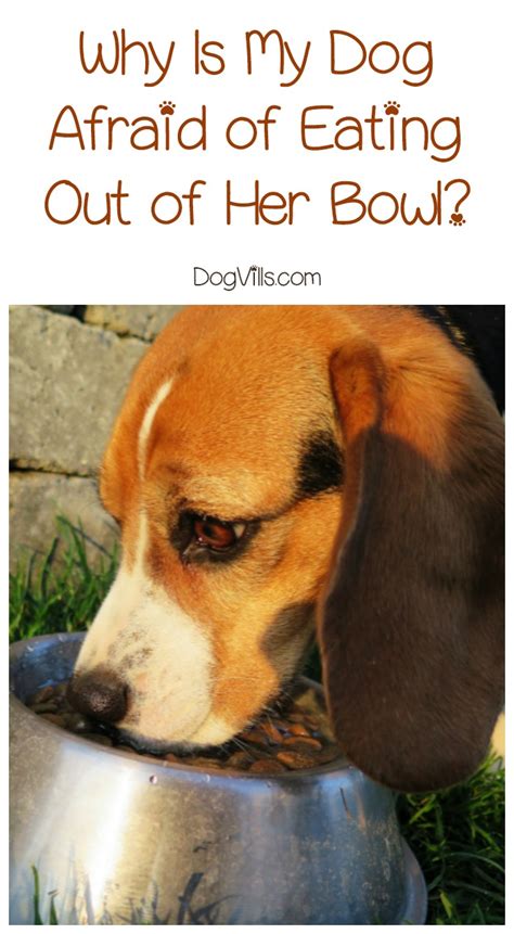 We did not find results for: Why Is My Dog Afraid of Eating Out of Her Bowl? - DogVills