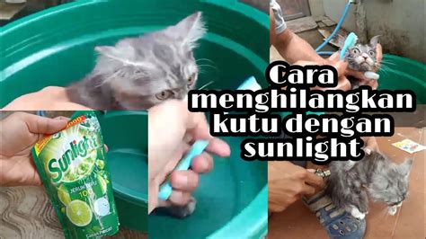 Apa saja cara yang dianjurkan dalam melakukan penanganan pada kutu kucing yang membandel dan sulit dihilangkan? CARA MENGHILANGKAN KUTU KUCING DAN CARA MEMANDIKAN KUCING ...