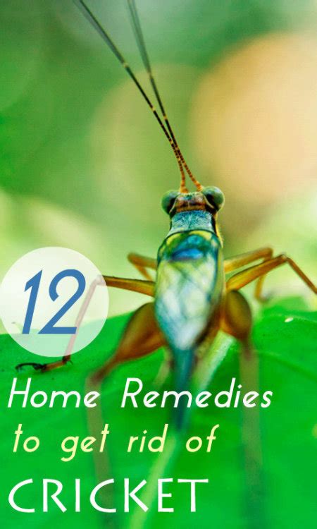 Dry out damp areas to get rid of spider crickets in your home. Home Remedy Hacks • 12 Proven Home Remedies to Get Rid of ...