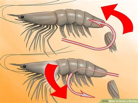 However, i don't have a photo of that. How to Hook a Shrimp in 2020 | Redfish fishing, Saltwater ...